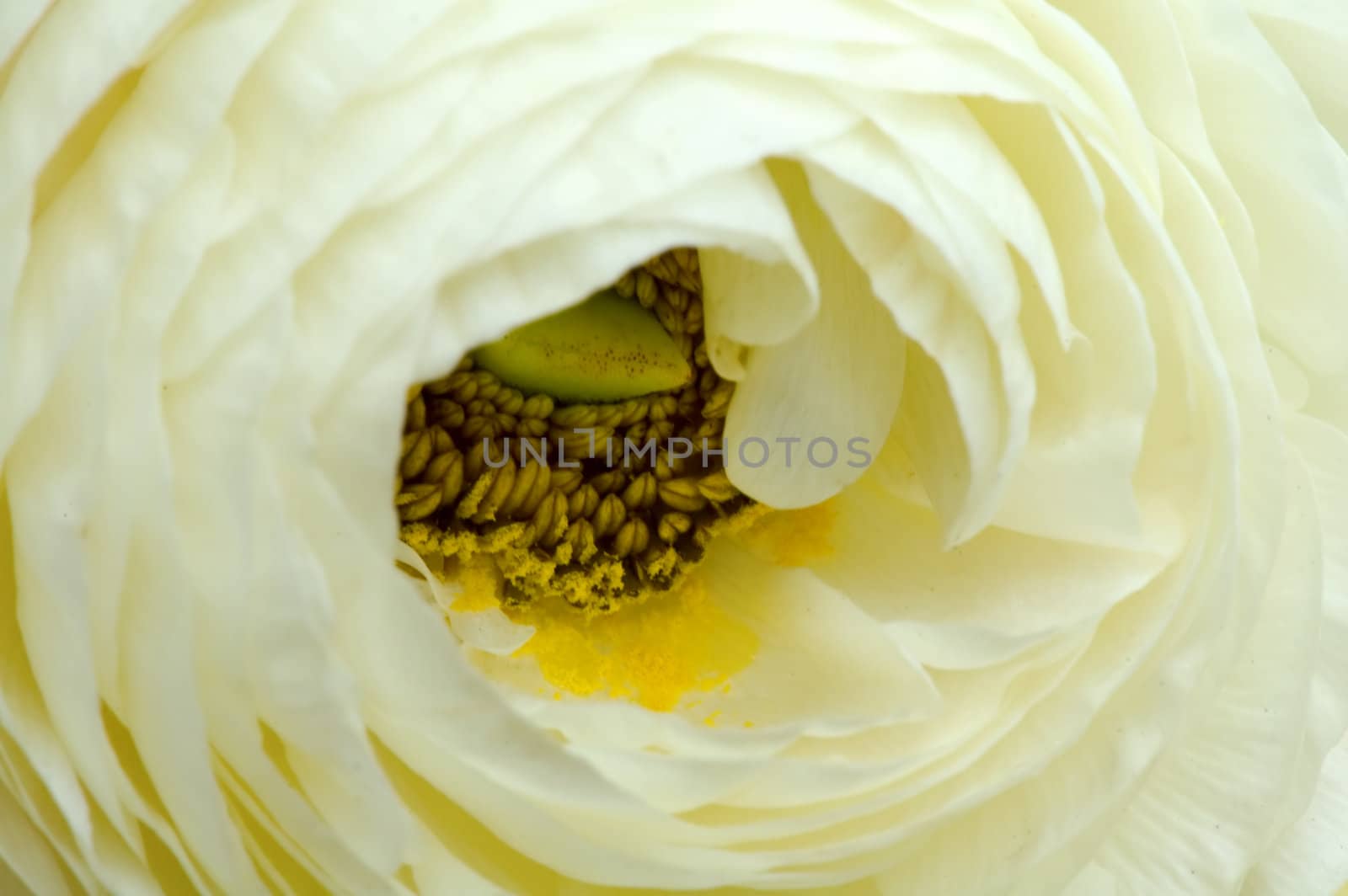 Closeup of white flower