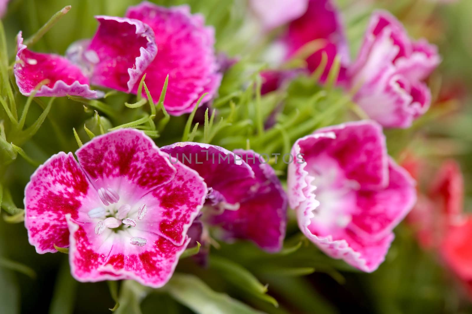 Small pinky flowers with details
