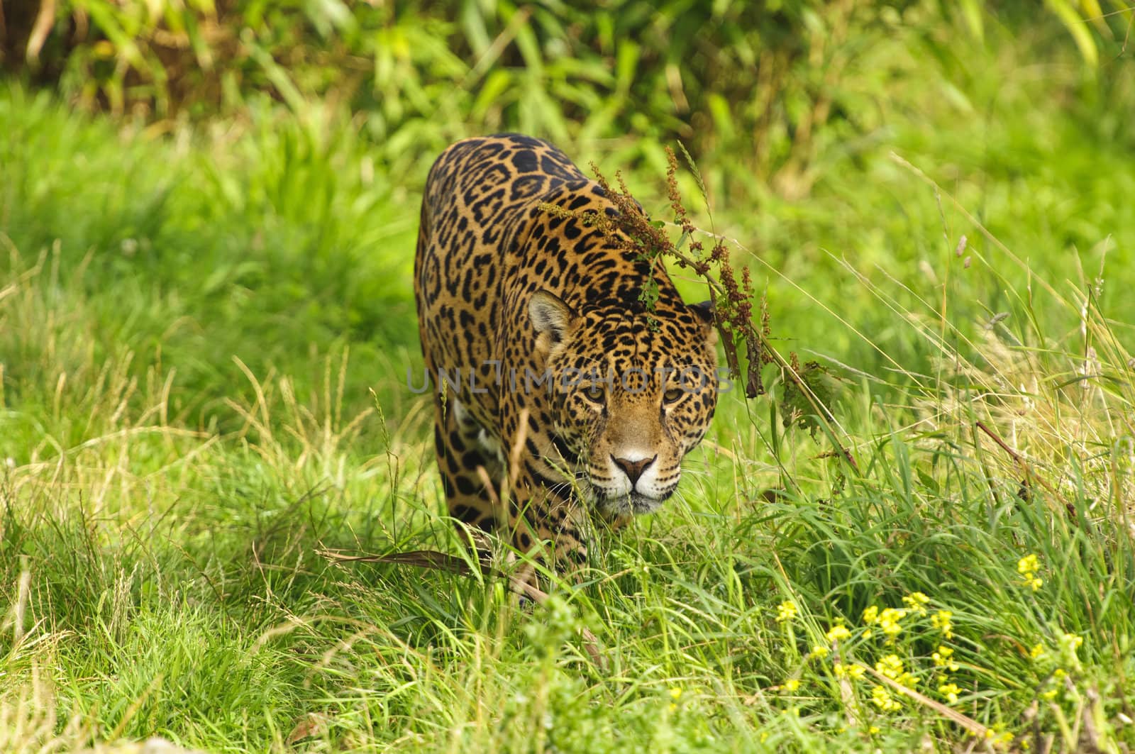 Close up of a Jaguar (Panthera onca) in forest