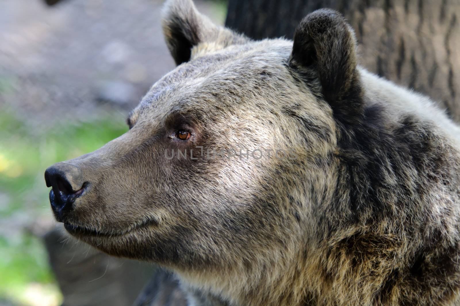 Wild Brown Bear (Ursus americanus horribilis) Banff National Park