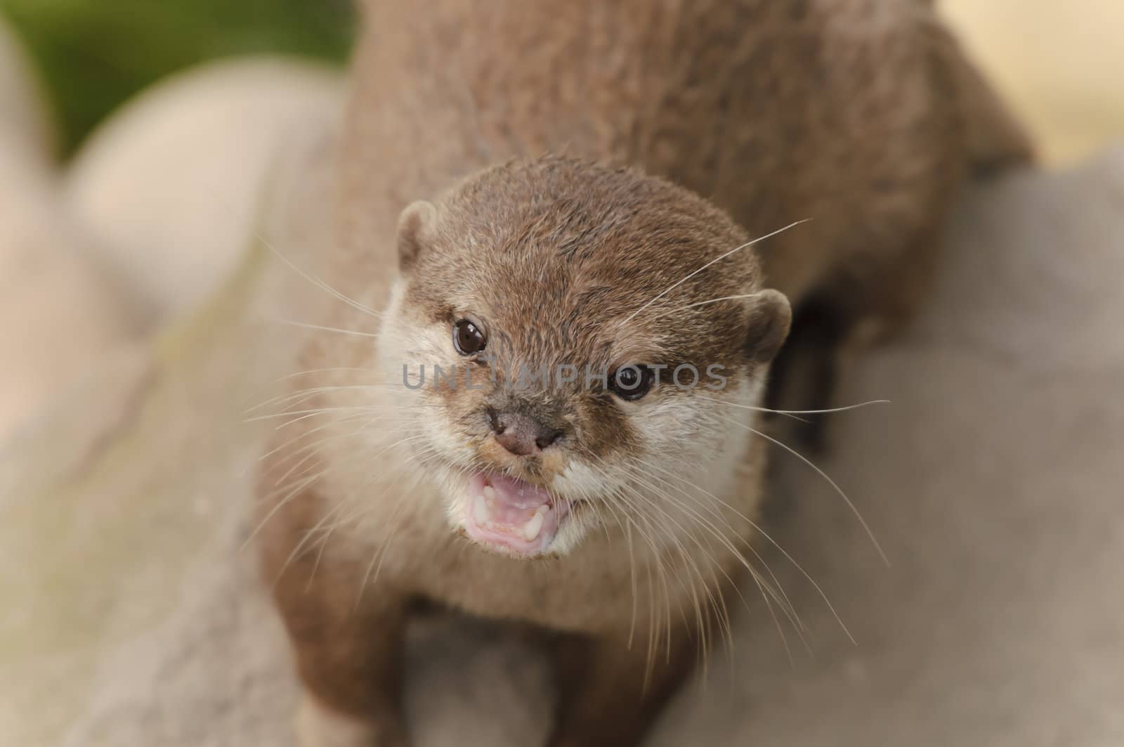 Closeup of Asian short-clawed otter (Aonyx cinerea)
