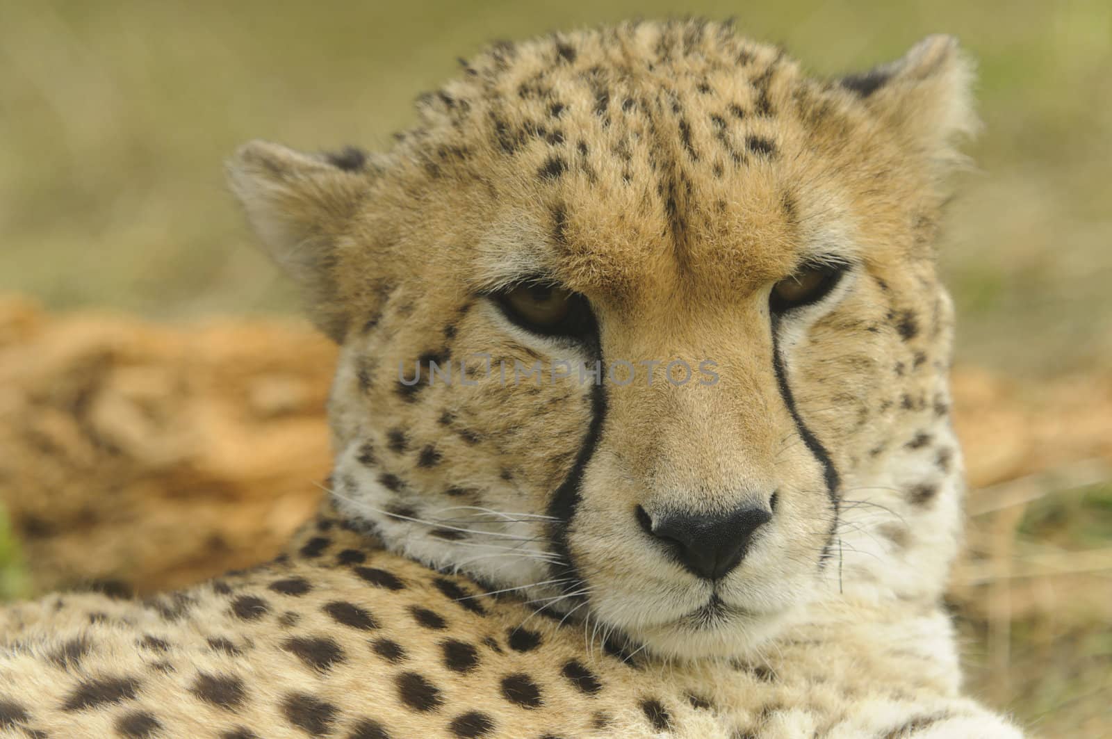 Close up of Cheetah (Acinonyx jubatus soemmeringii)