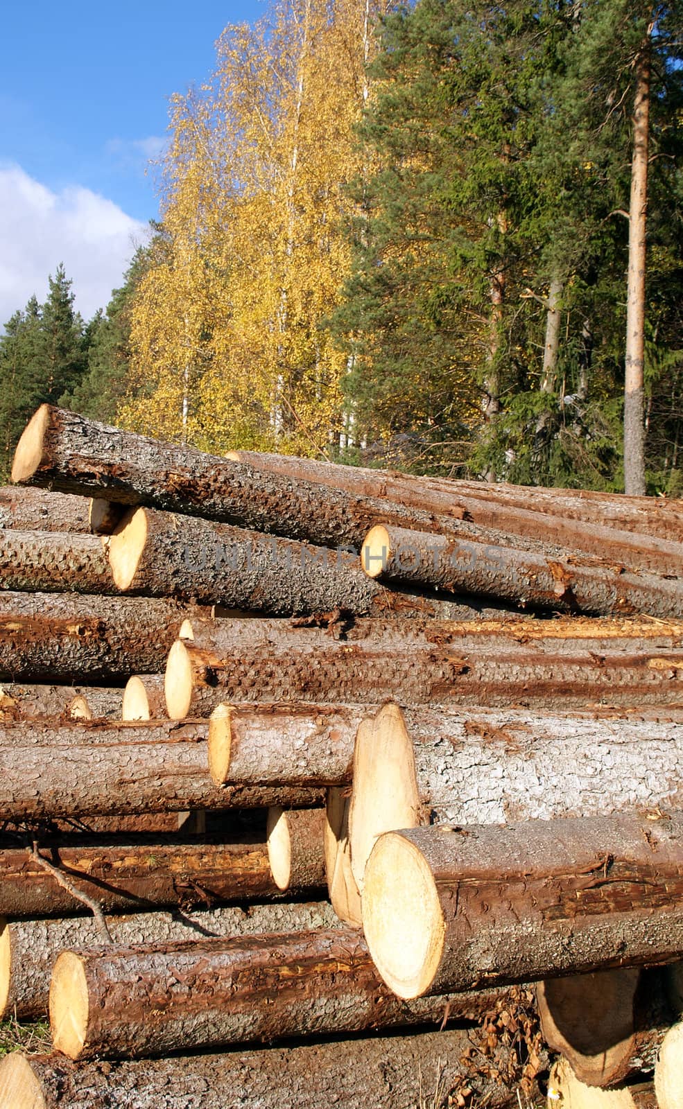 A vertical view of stacked Spruce logs with autumn forest in the background. Photograped in Salo, Finland October 2010.