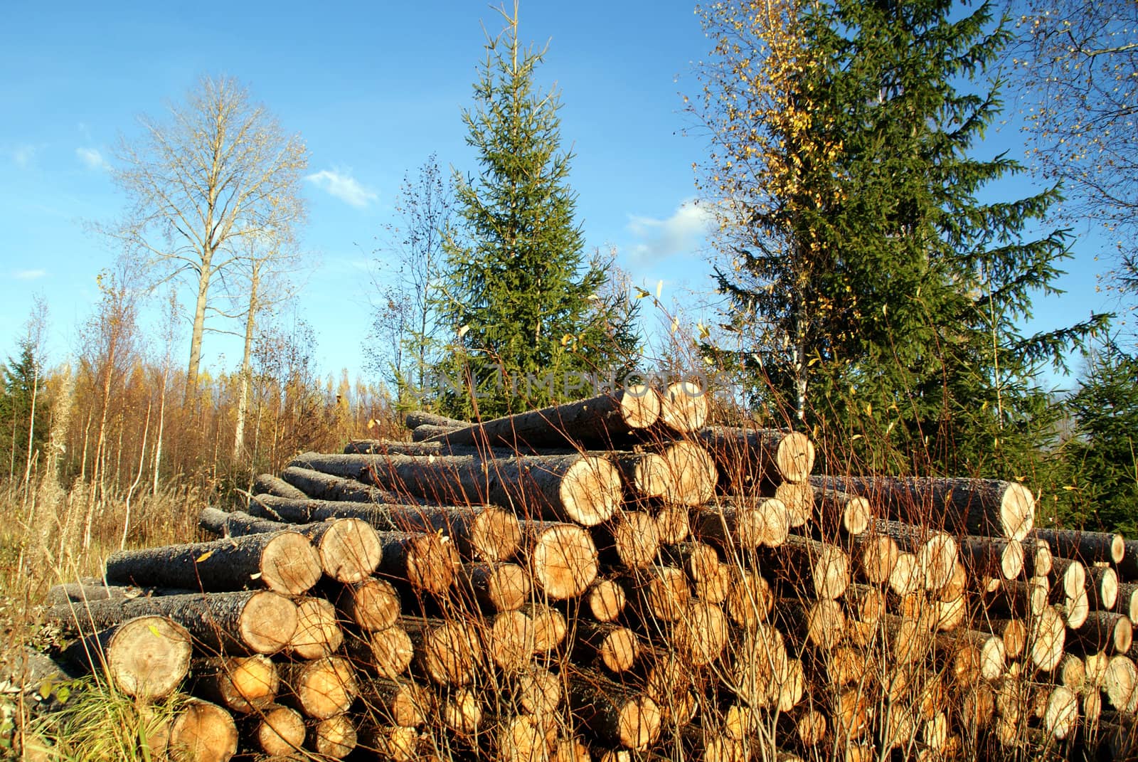 Pile of Spruce logs at the edge of forest on a clear day in autumn. Photographed in Salo, Finland in October 2010.