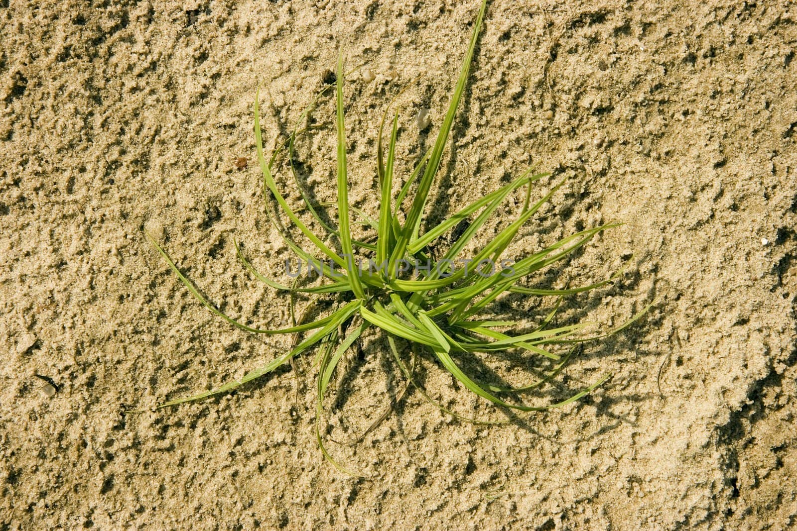 Photo of a plant on a sandy beach