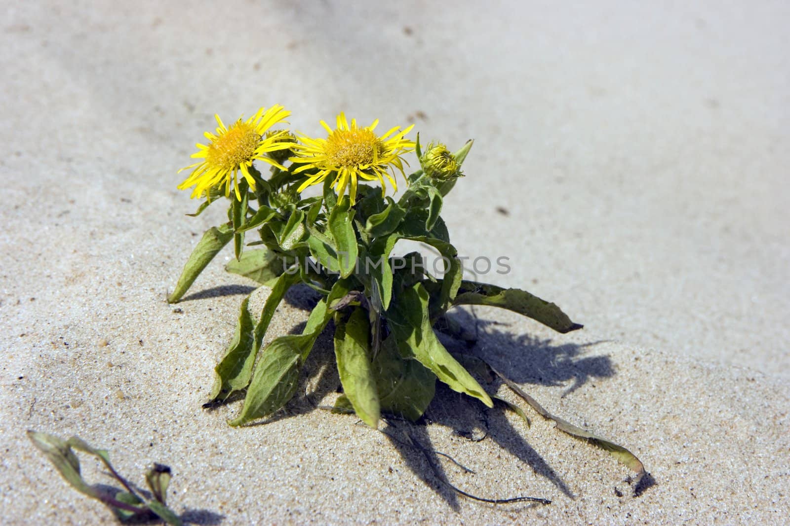 Photo of a blossoming plant on a sandy beach