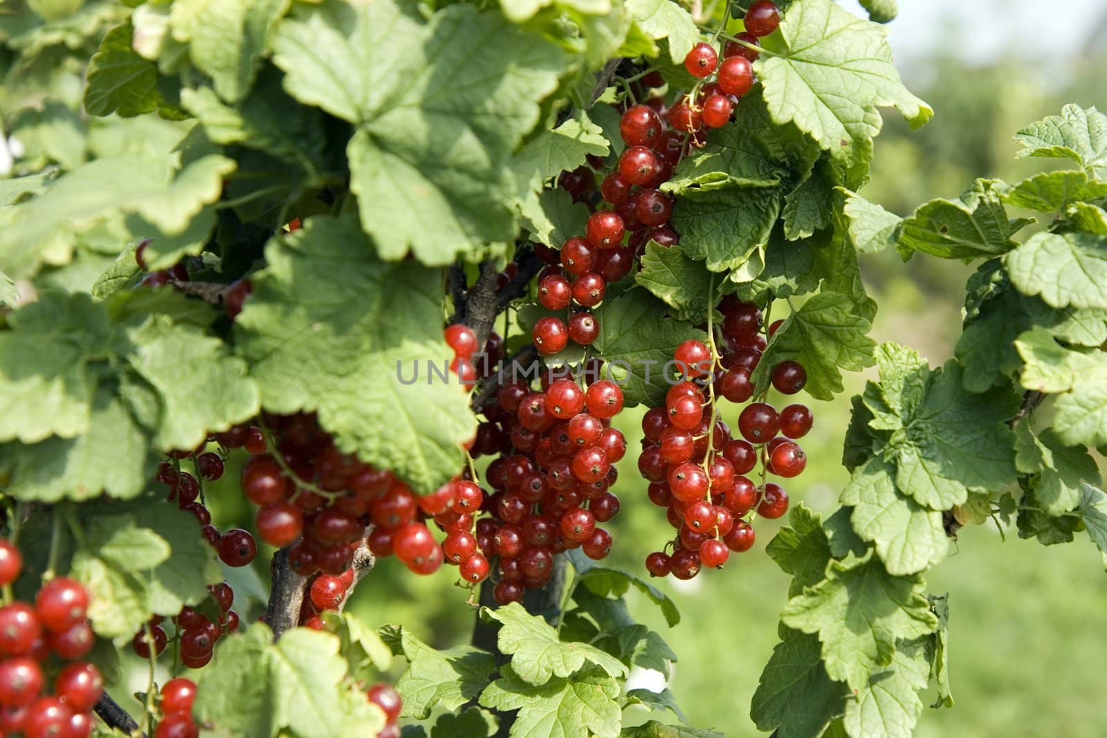 Photo of a bush of a red currant with berries