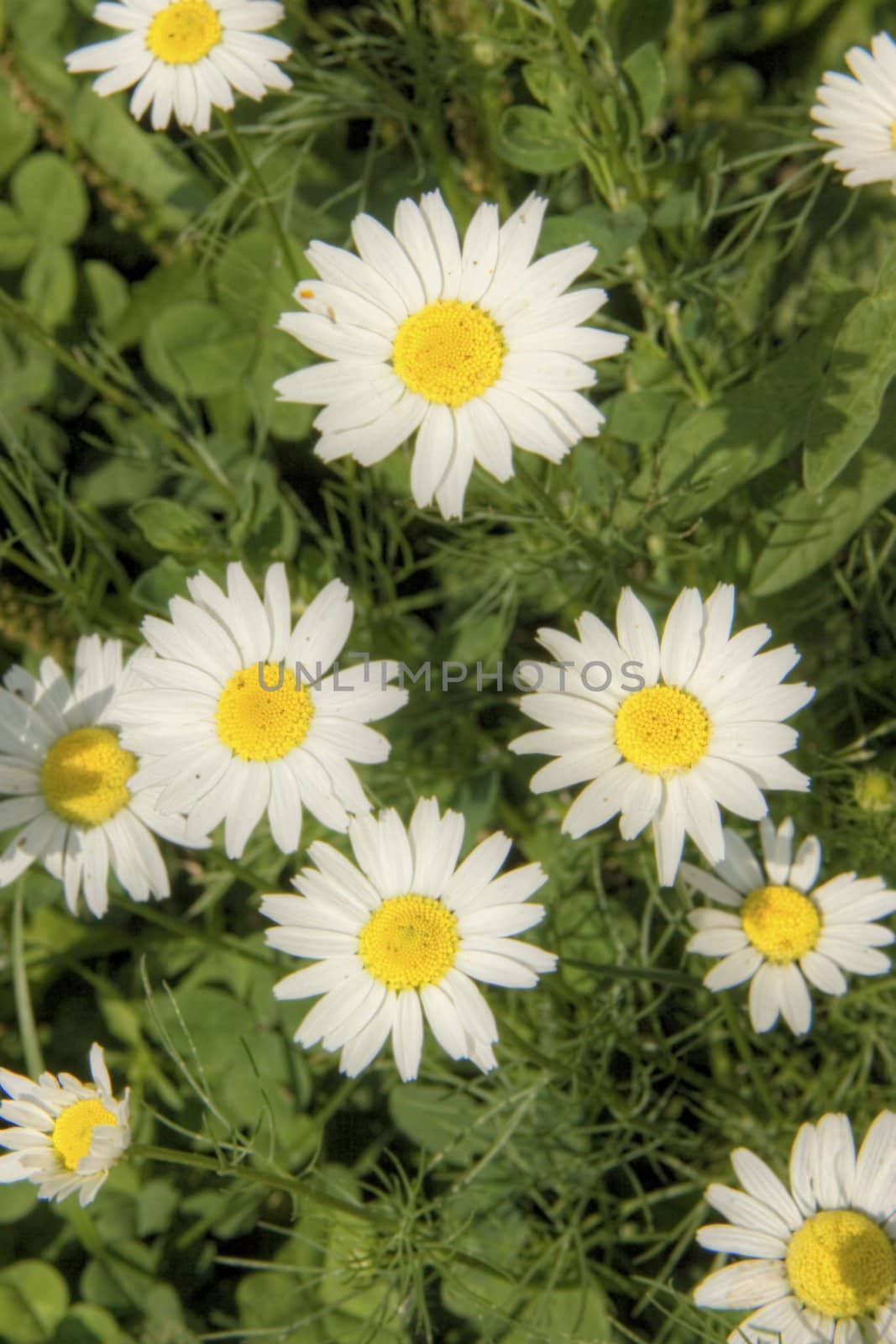 Photo of blossoming camomiles on a natural background