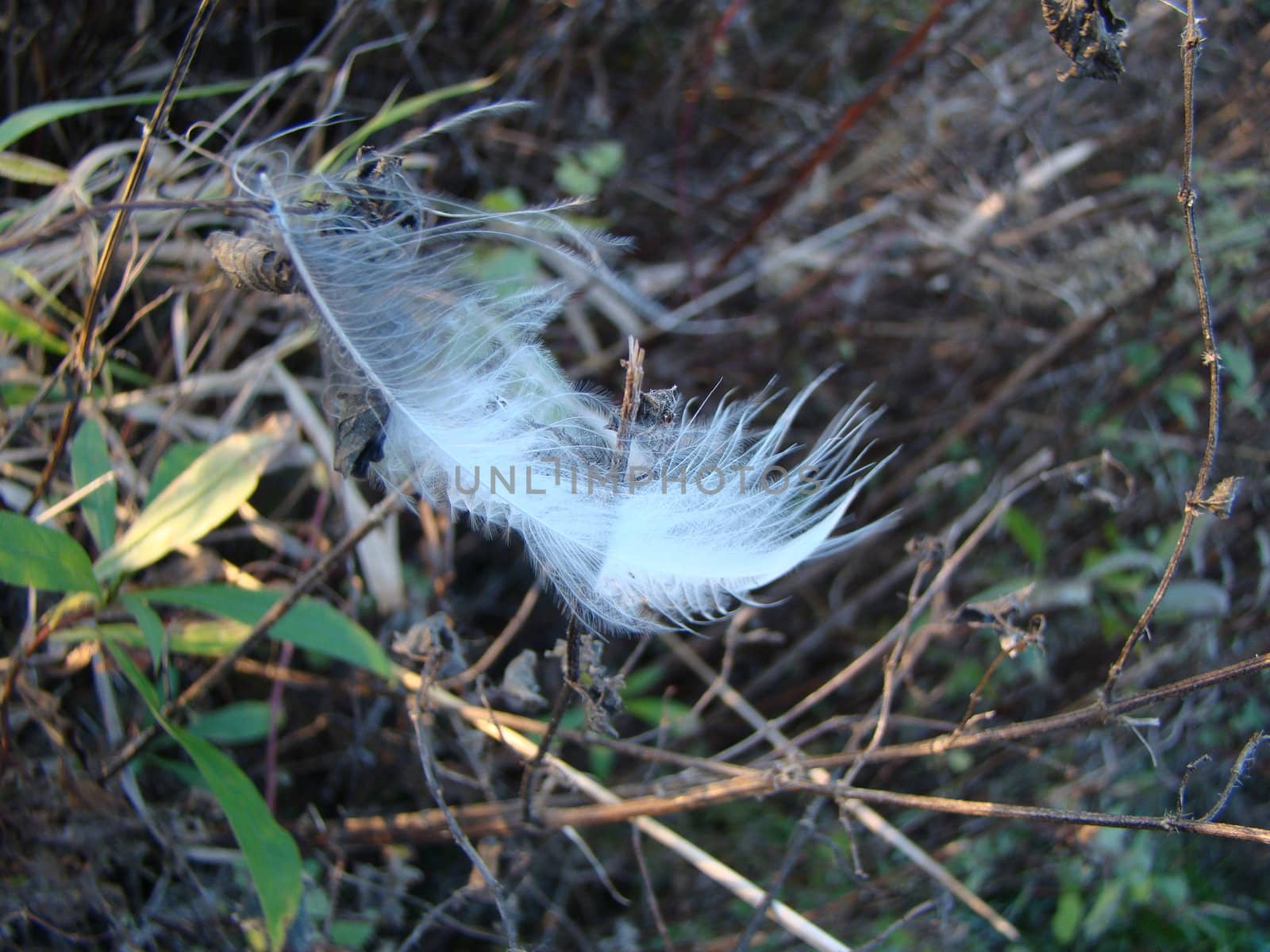 feather on the grass