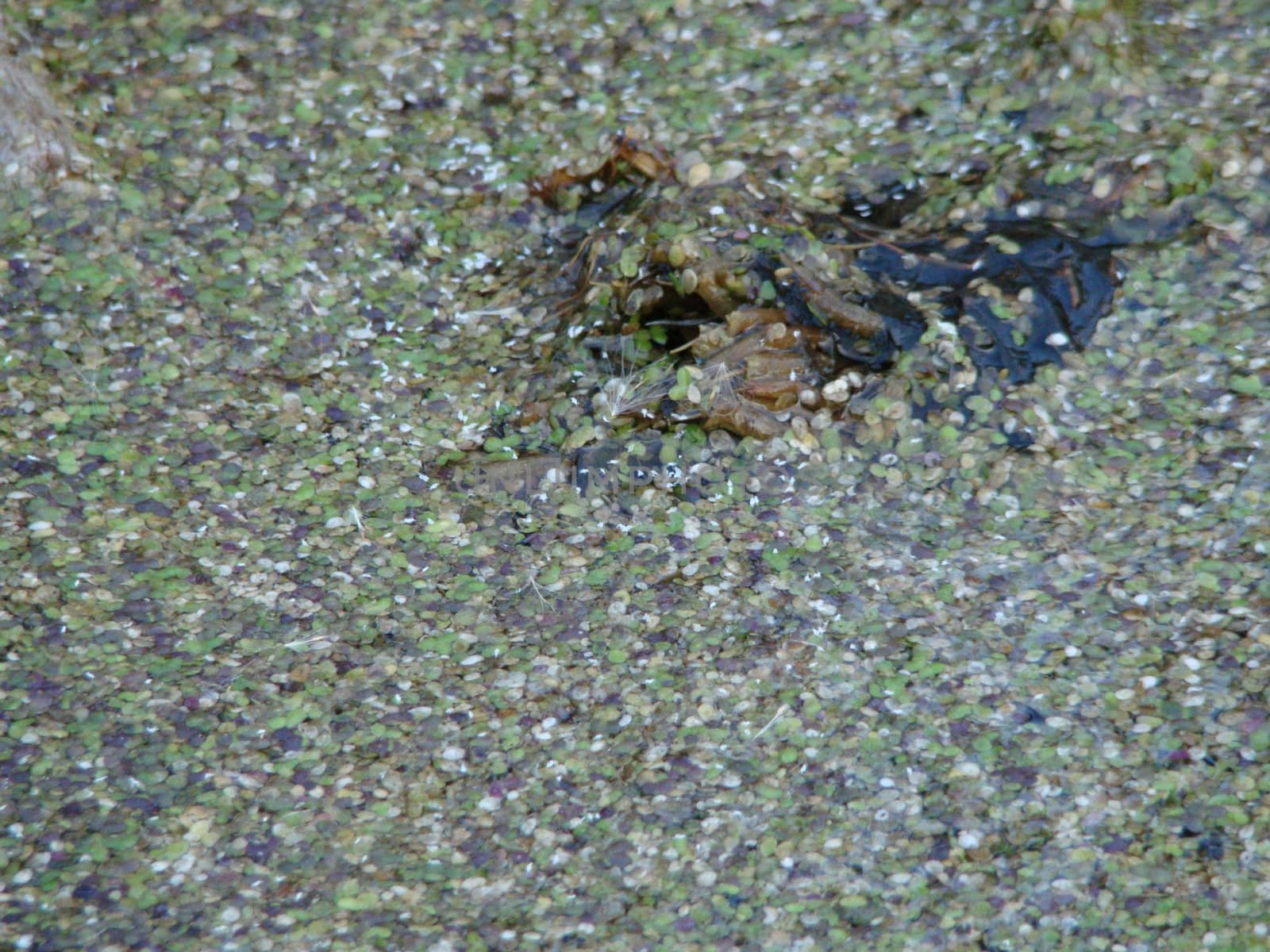 close-up of water surface