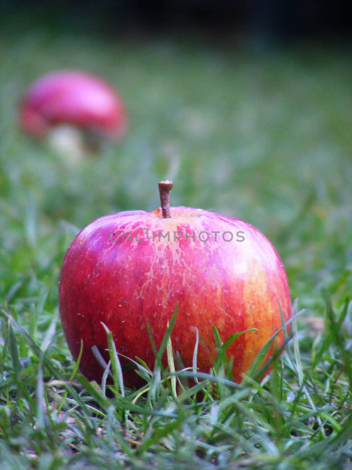 A close up photograph of a red apple on the ground.