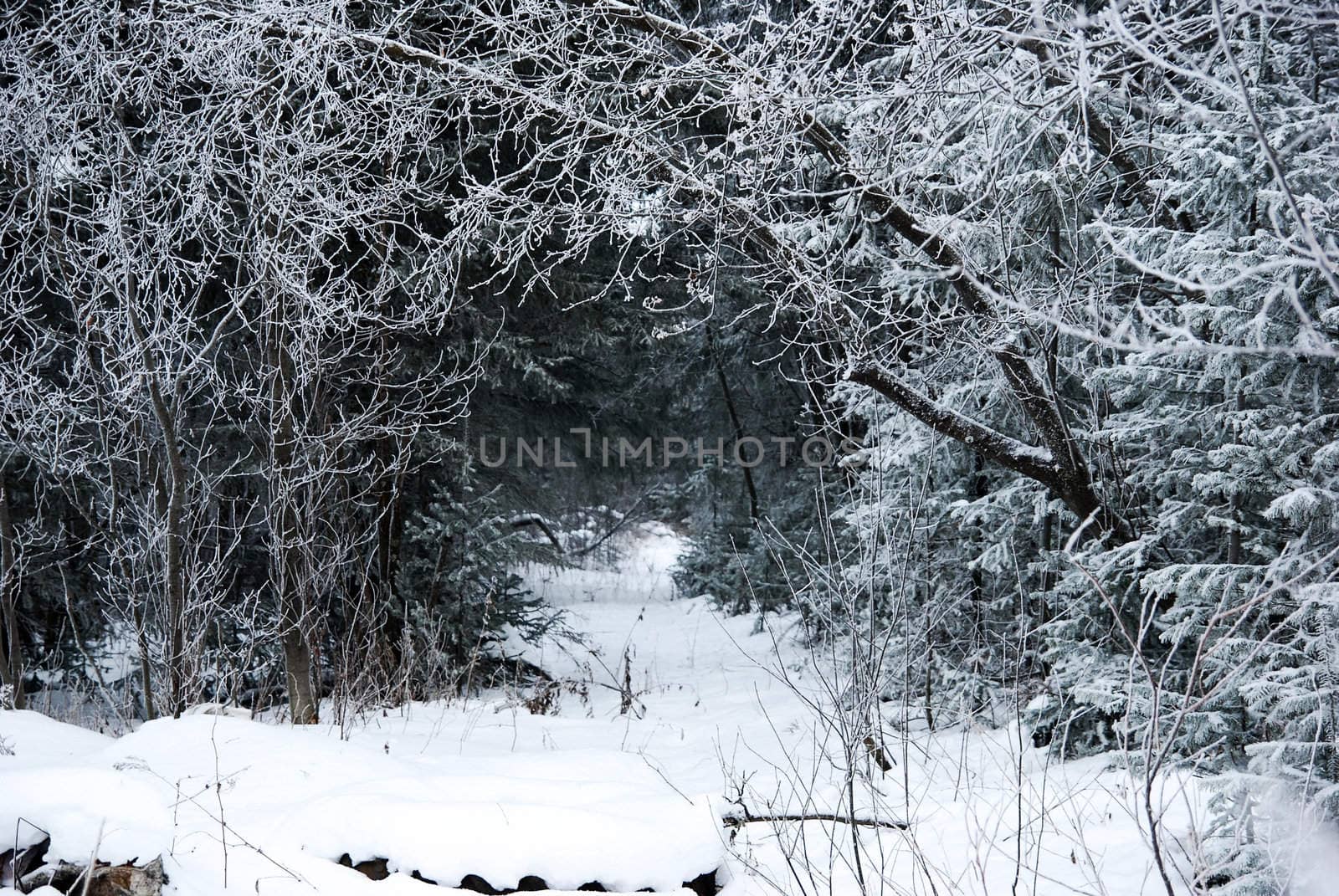 Winter landscape with the lane