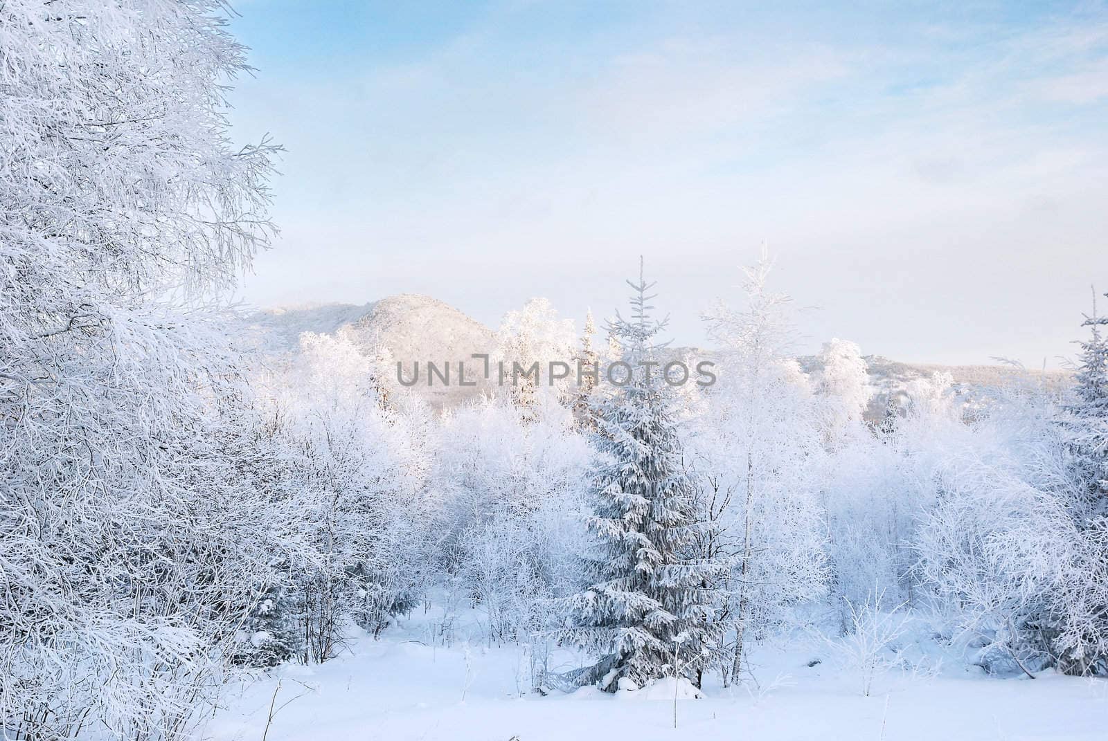 Winter Landscape