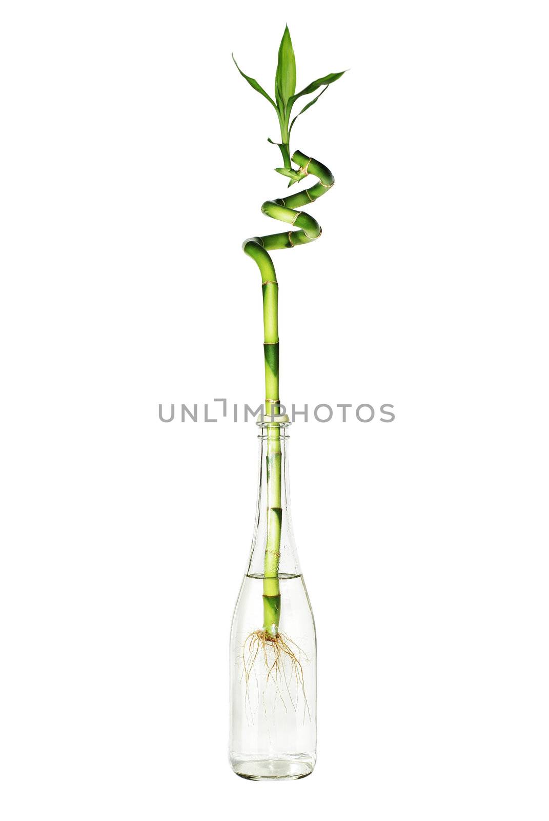 green bamboo with root and leaves in glass bottle with water isolated