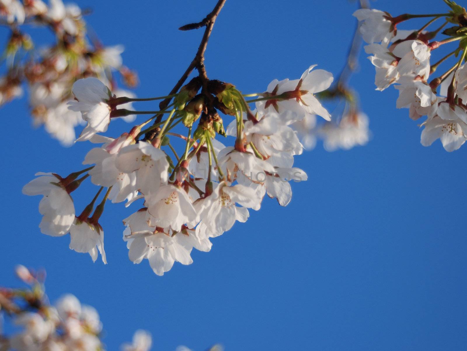 Cherry Blossom 2 by yaywreyn