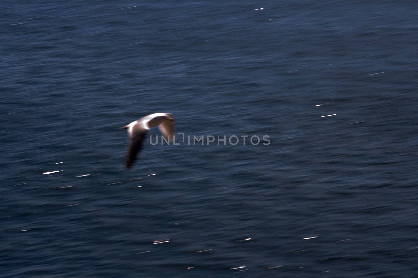 Seagull Flying over Ocean Fast was captured over the waters of Puget Sound at Seattle Washington. This blur represents the speed and motion of the bird in this abstract conceptual representation.
