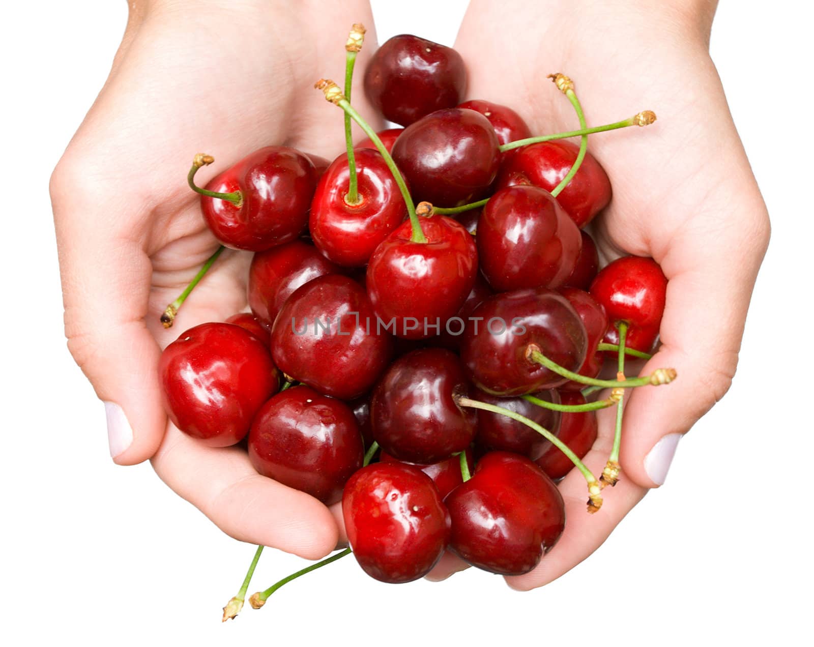 sweet cherries in hands by Alekcey