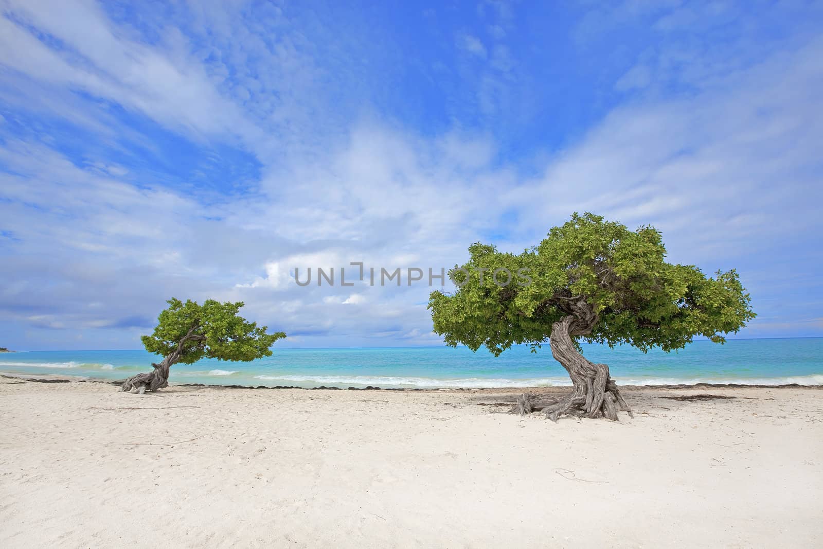 Divi divi tree on Eagle beach, Aruba 

