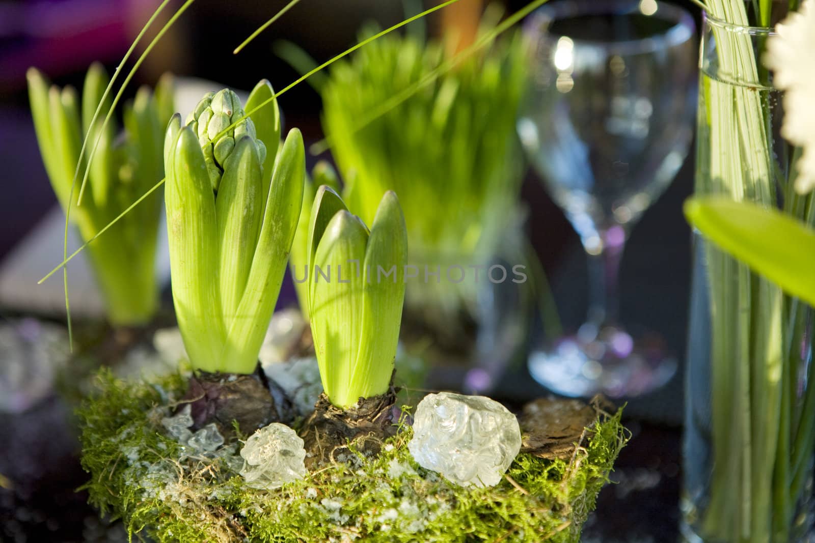 decoration of dining table. Hyacinth. 
