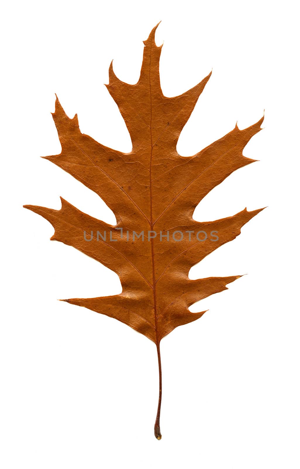 Autumn Leaf on white background