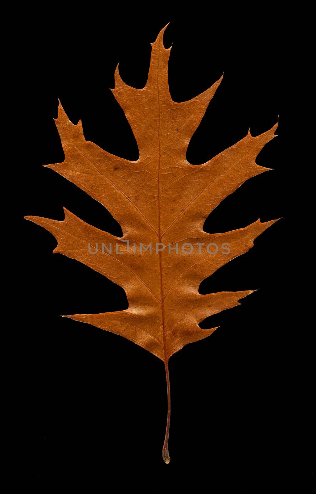 Autumn Leaf on black background