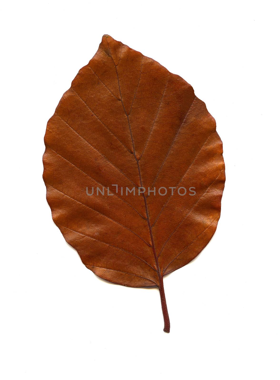 Autumn Leaf on white background