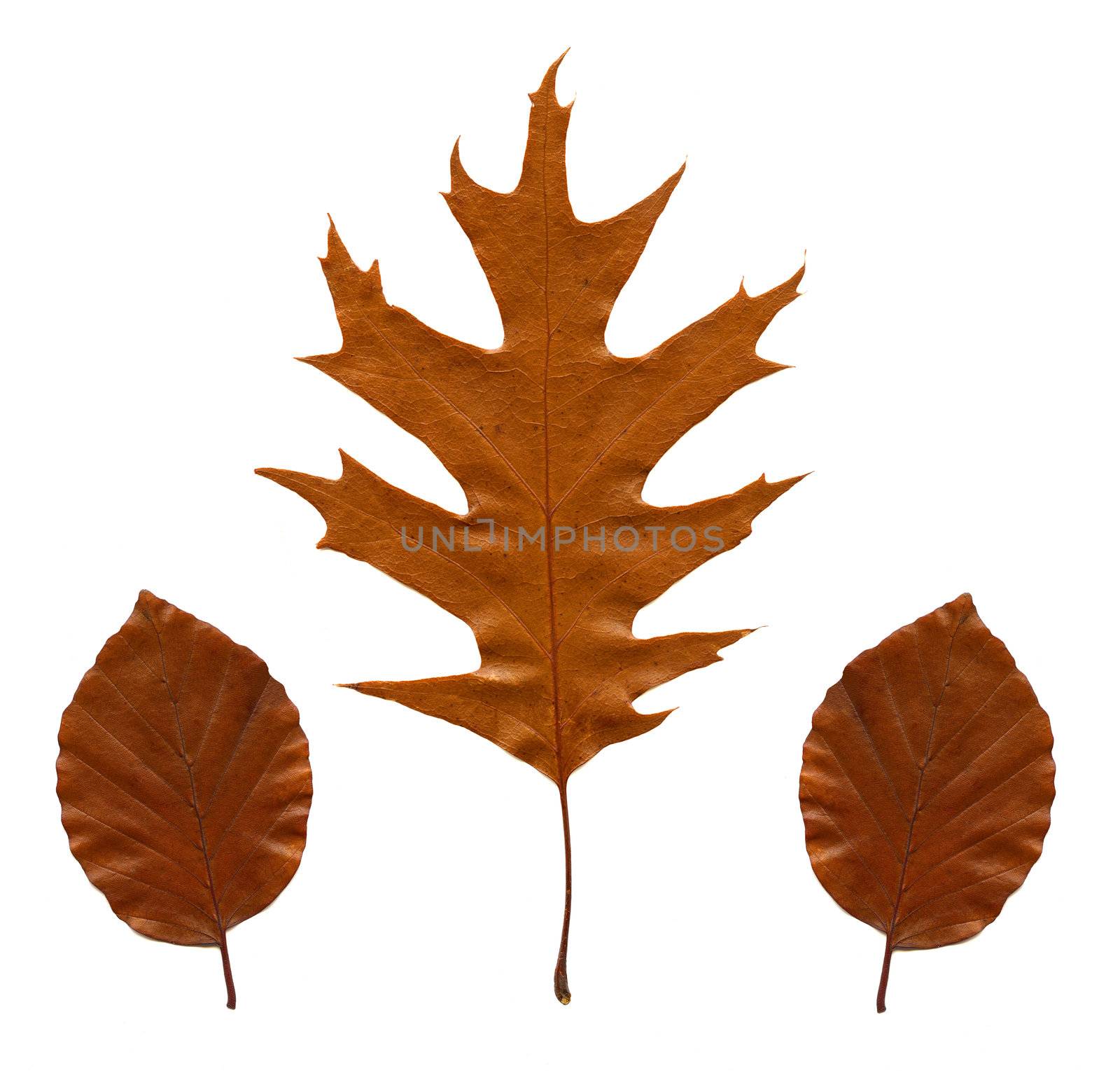 Autumn Leaves on white background