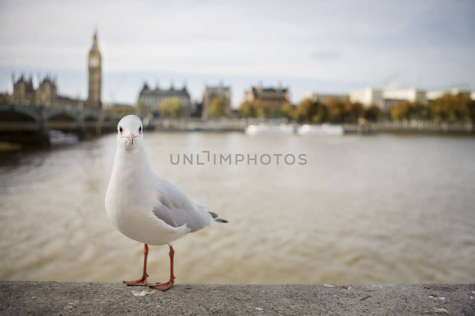 seagull front Big Ben by elenarostunova