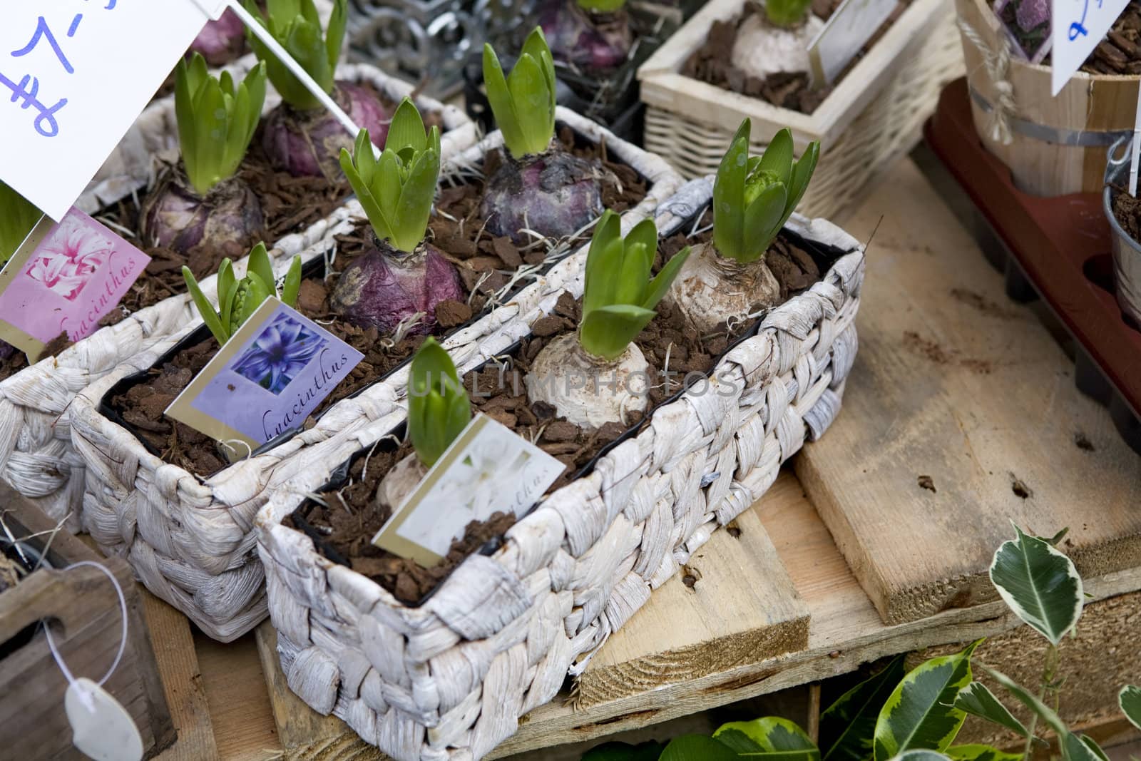 hyacinth in box. Flower market