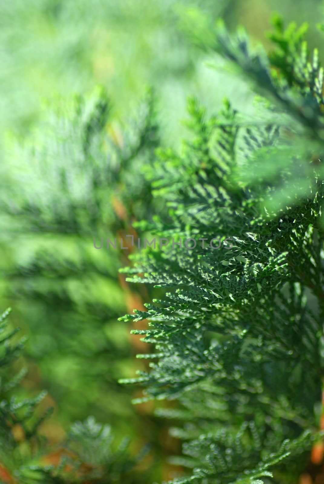 Natural garden background of the thuja tree partly out of focus.