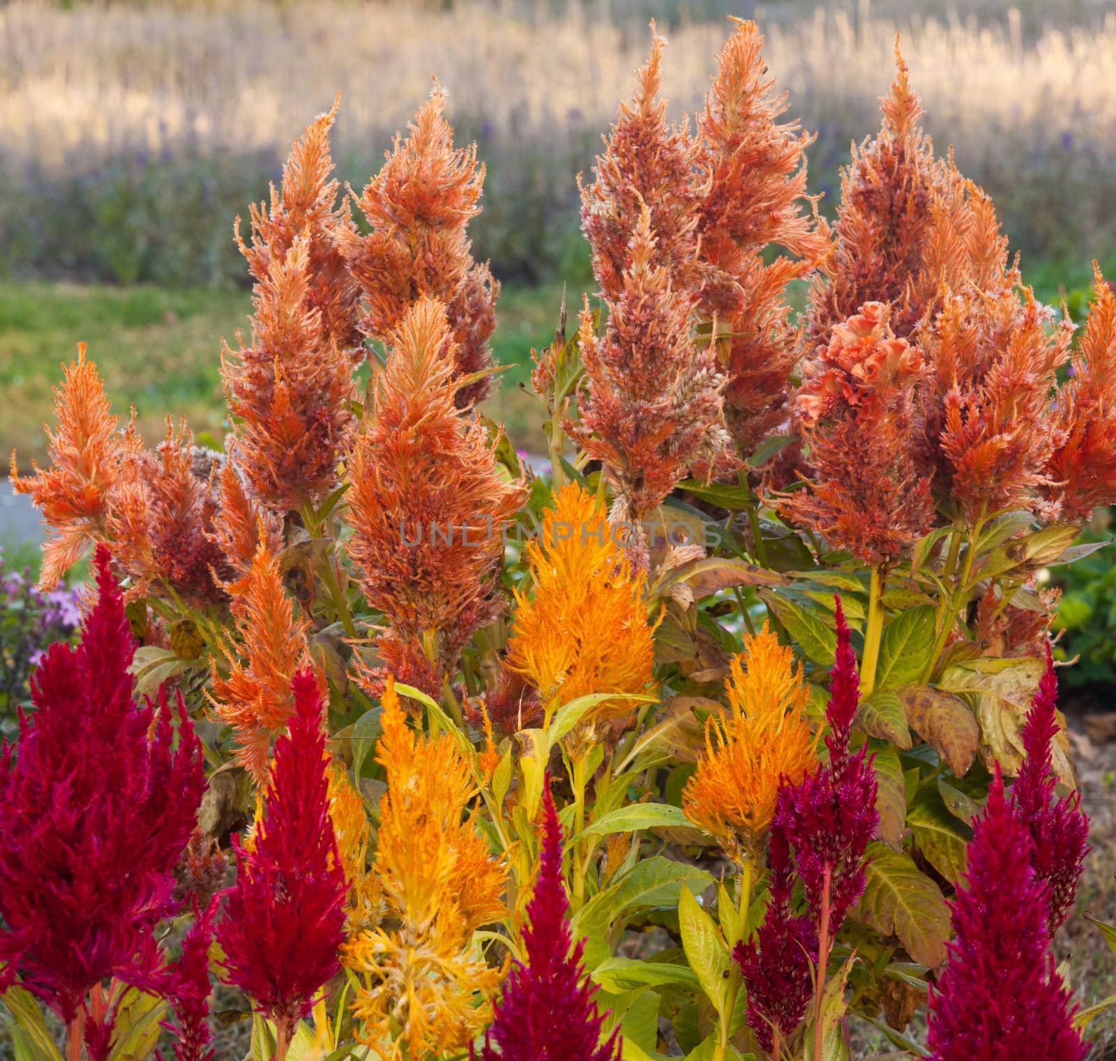 Feather duster like blossoms of the Plumed Cockscomb flower lit by the setting sun