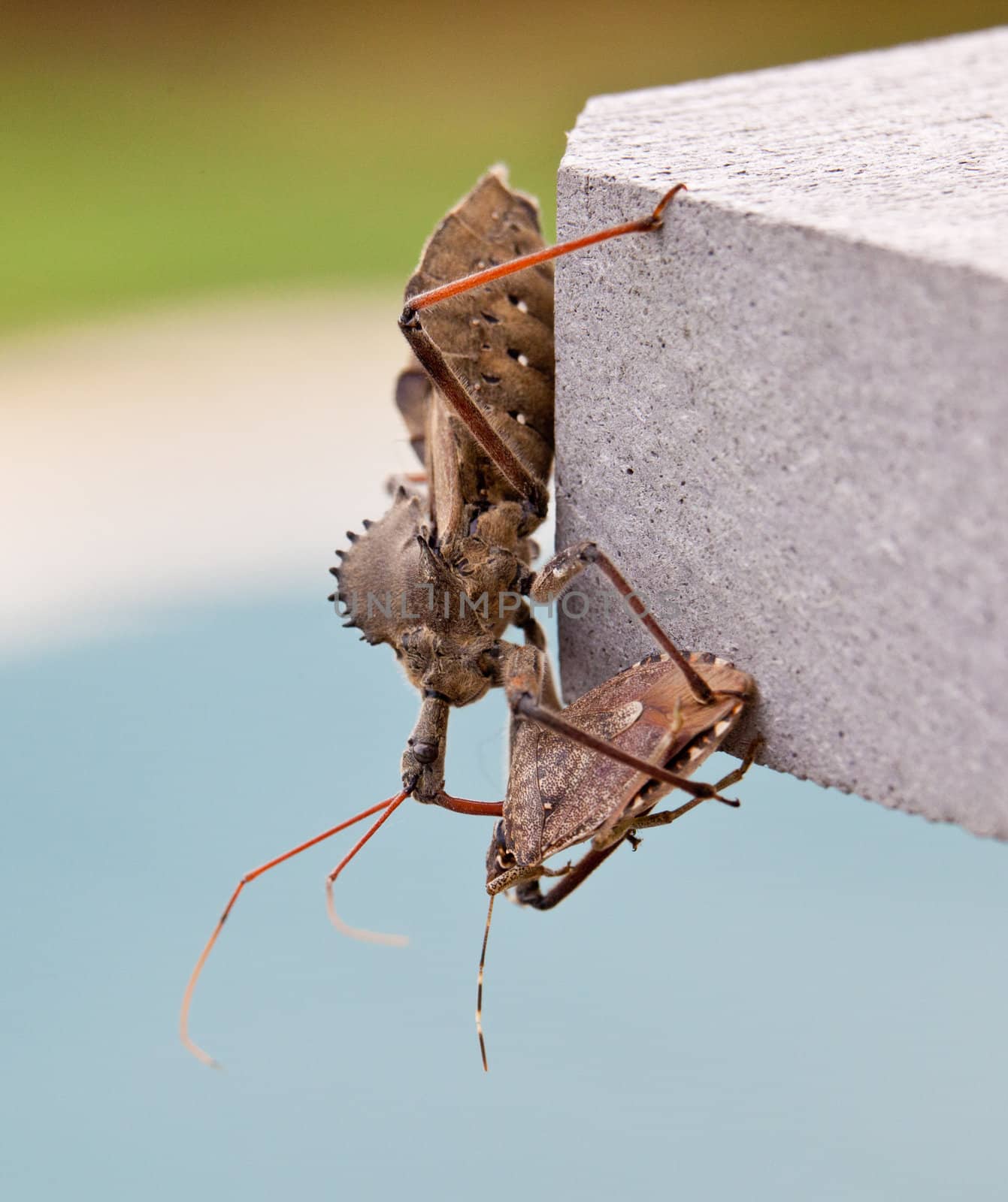 Rare shot of the predatory Assassin bug injecting venom into the body of a Stink or Shield bug