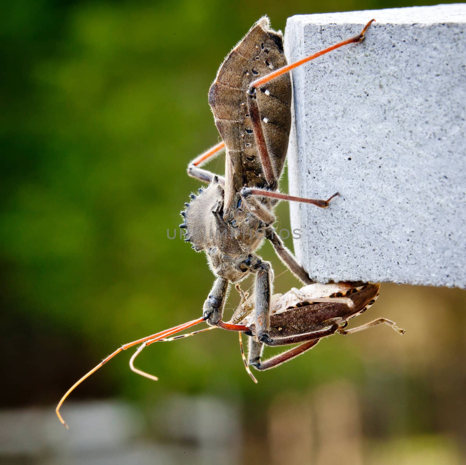 Rare shot of the predatory Assassin bug injecting venom into the body of a Stink or Shield bug