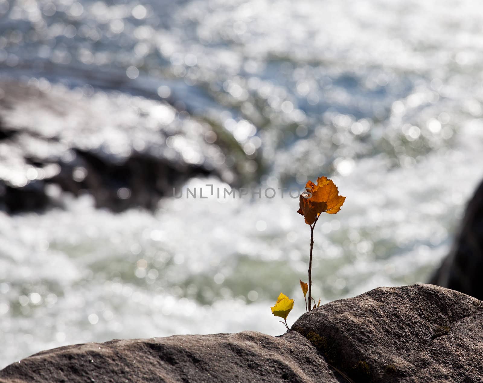 Backlit brilliant leaves of maple in the fall growing from rock by a sparkling river