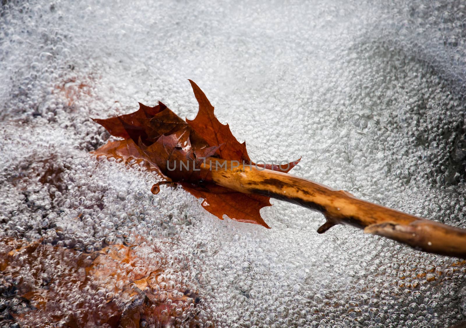 Brown leaf caught on stick in a swirling river with bright bubbles