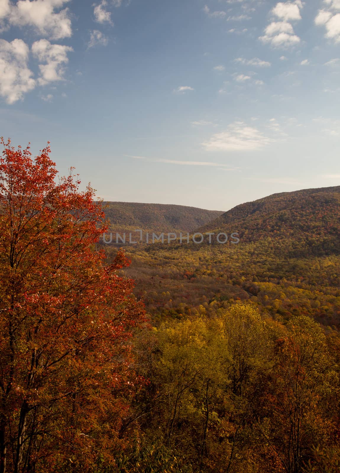 Vertical view of valley in fall with bright red trees