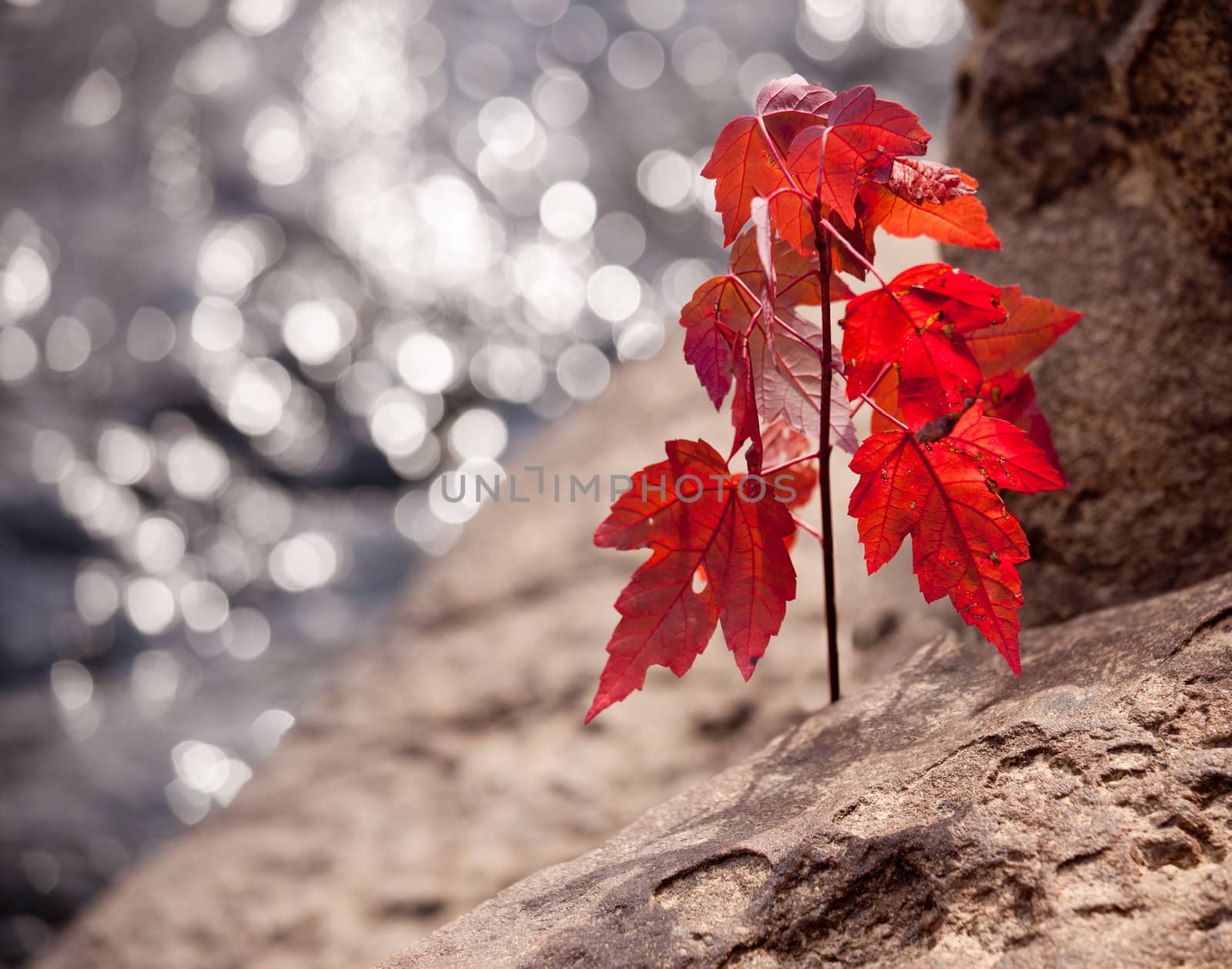 Backlit brilliant red leaves of maple in the fall growing from rock by a sparkling river