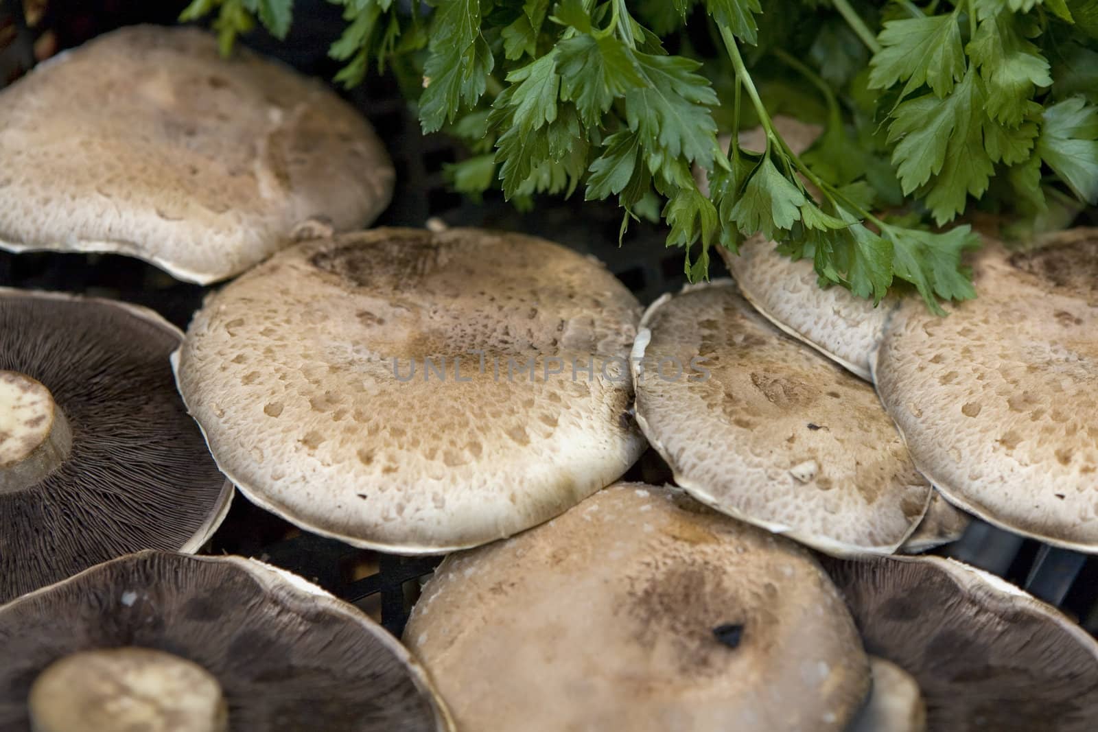 mushroom by elenarostunova