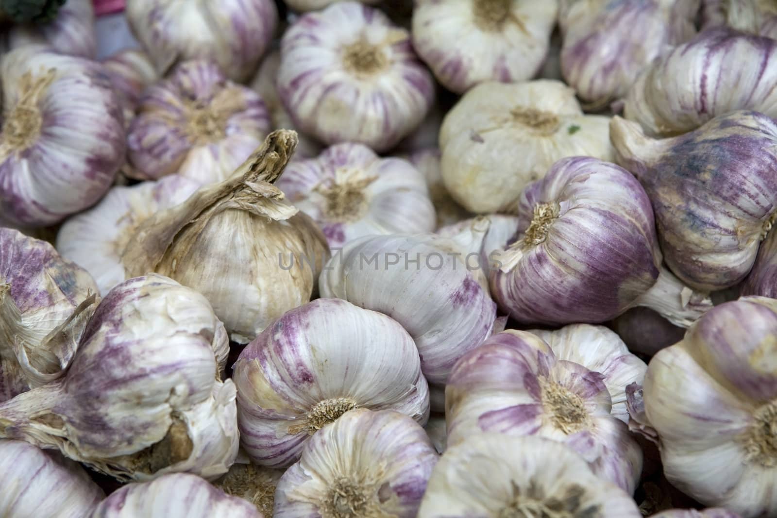 garlic by elenarostunova