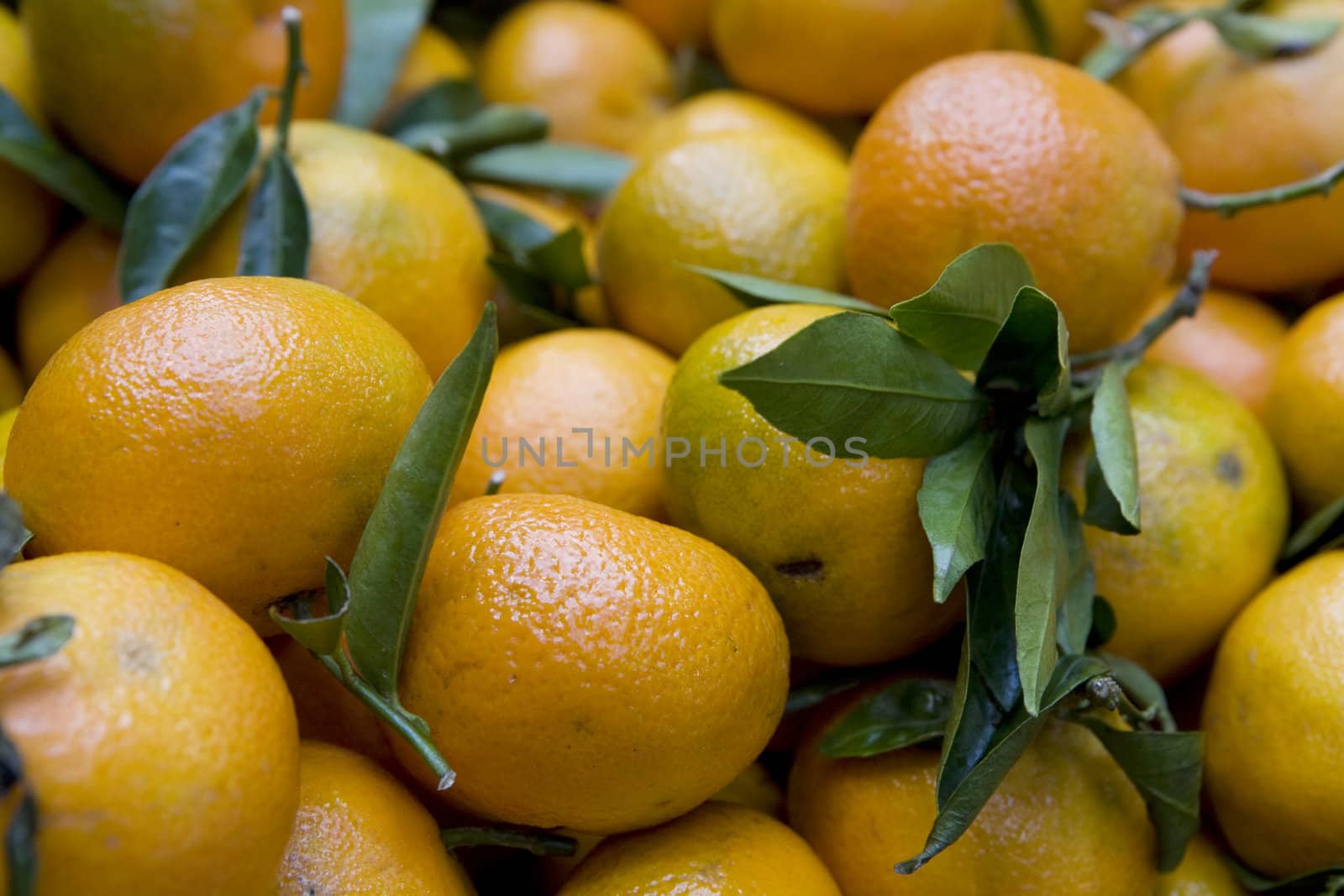 mandarins  by elenarostunova