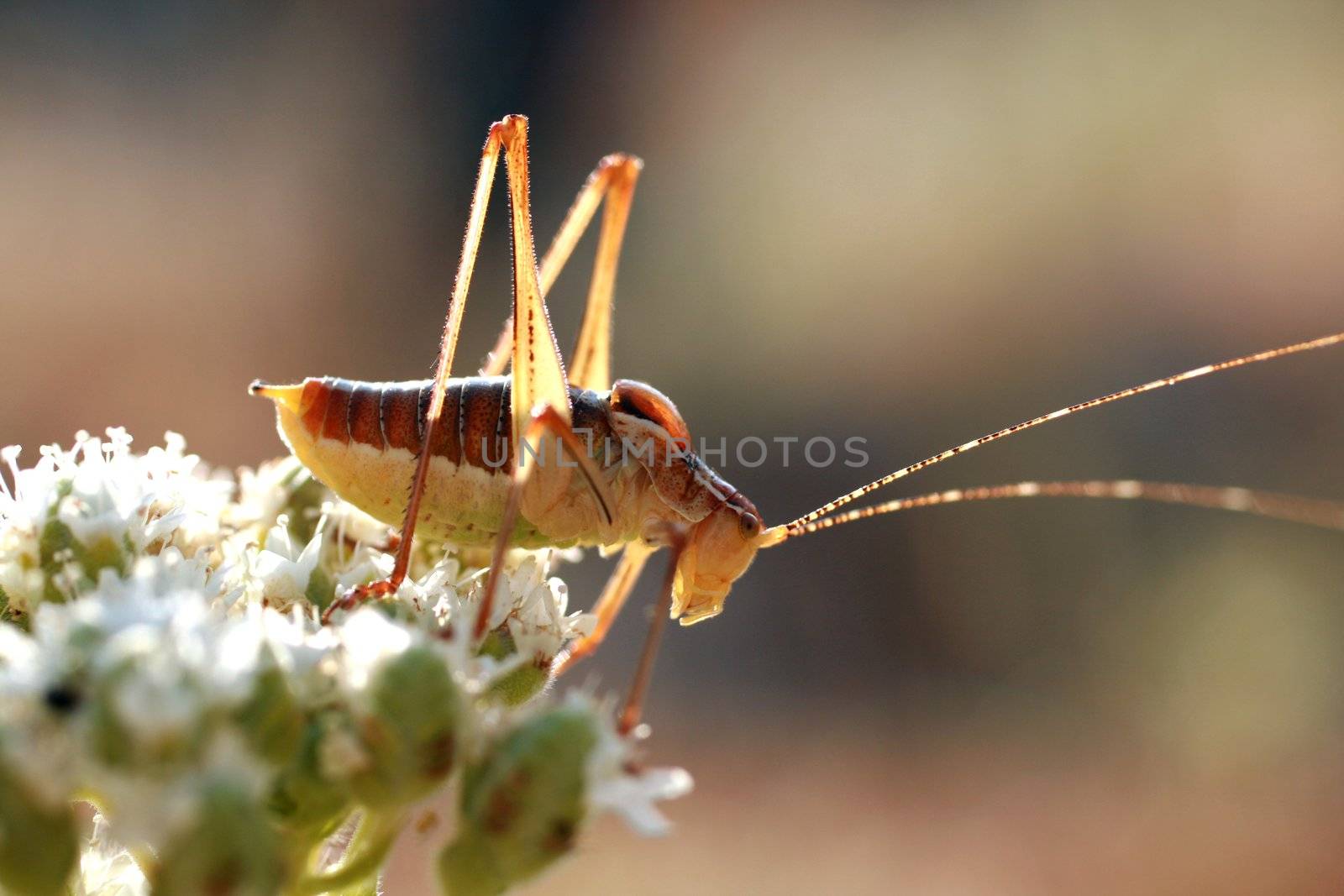 grasshopper on a white flower by yucelunal