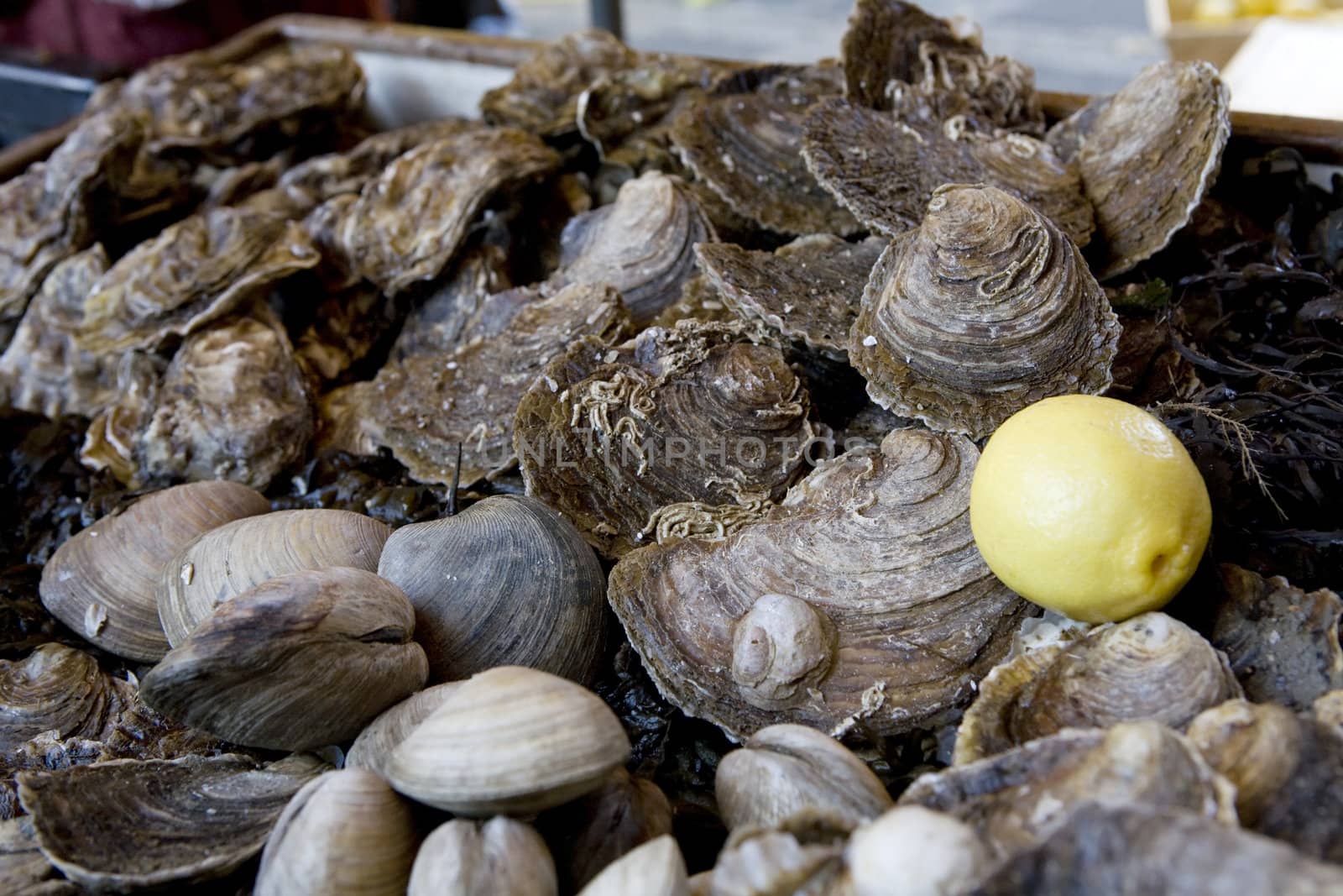 laminaria, oyster, lemon. Fish market