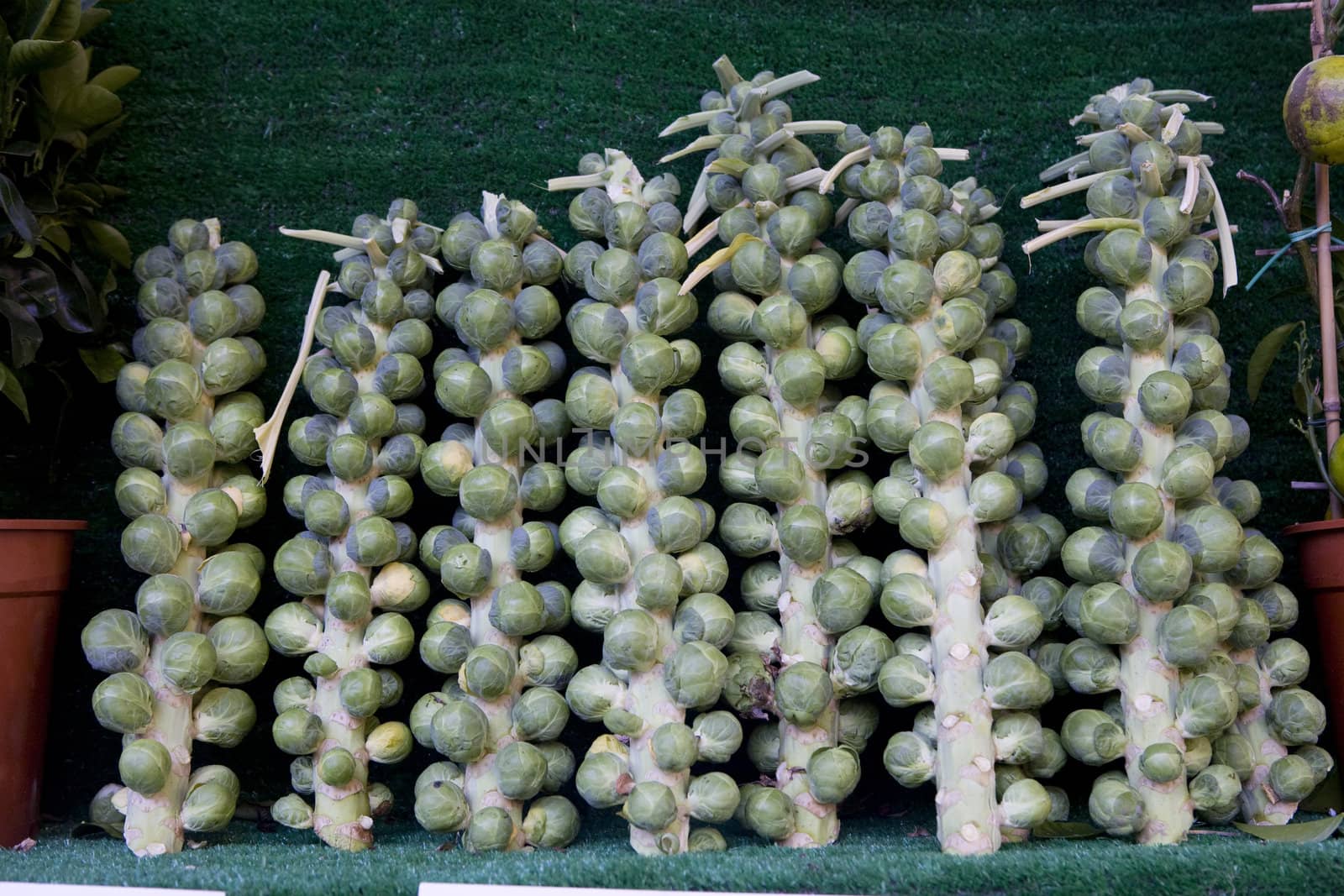 Brussels  sprout. Brassica oleracea Gemmifera Group. Market.