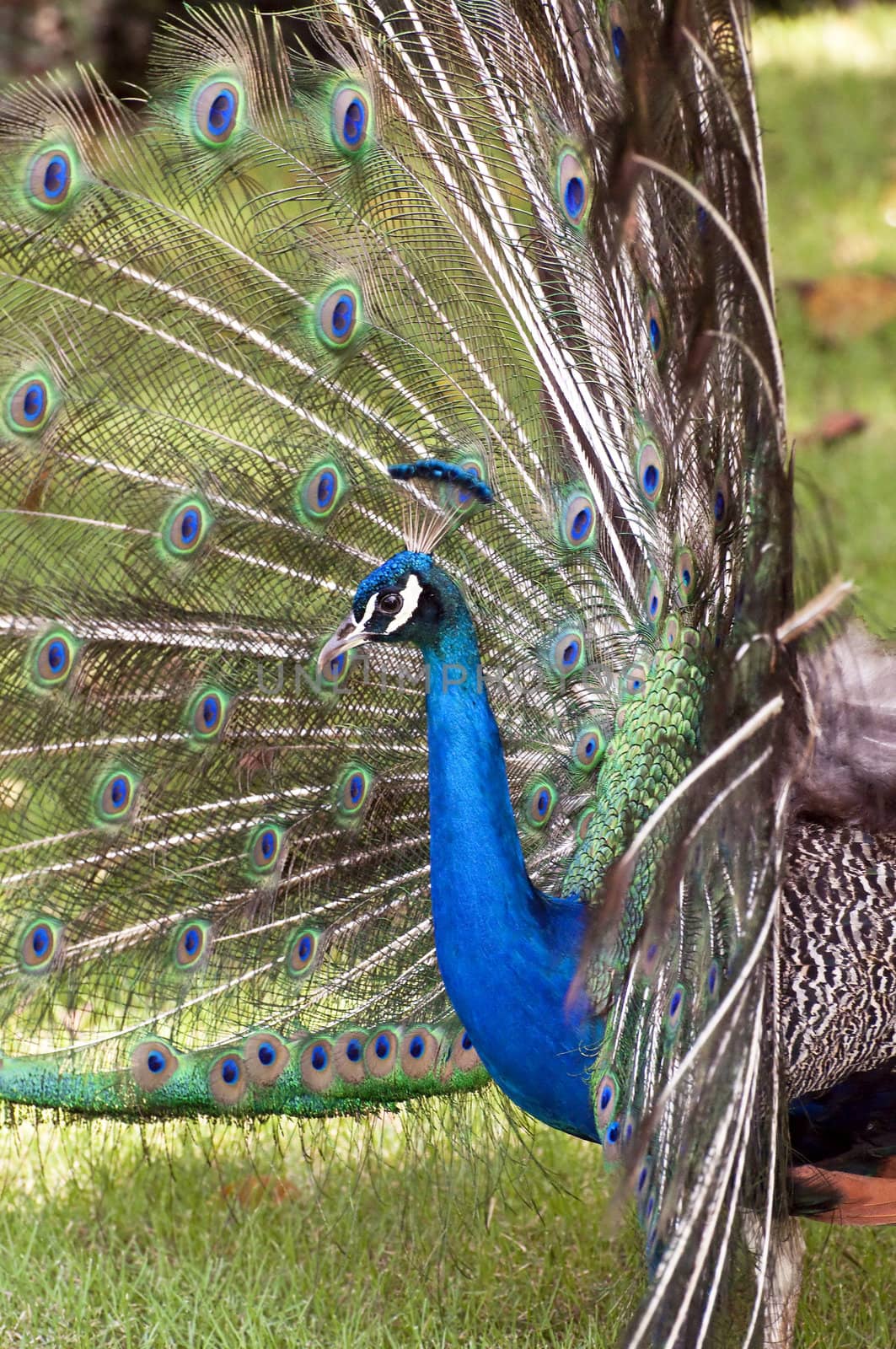 Colorful peacock displaying its feathers.