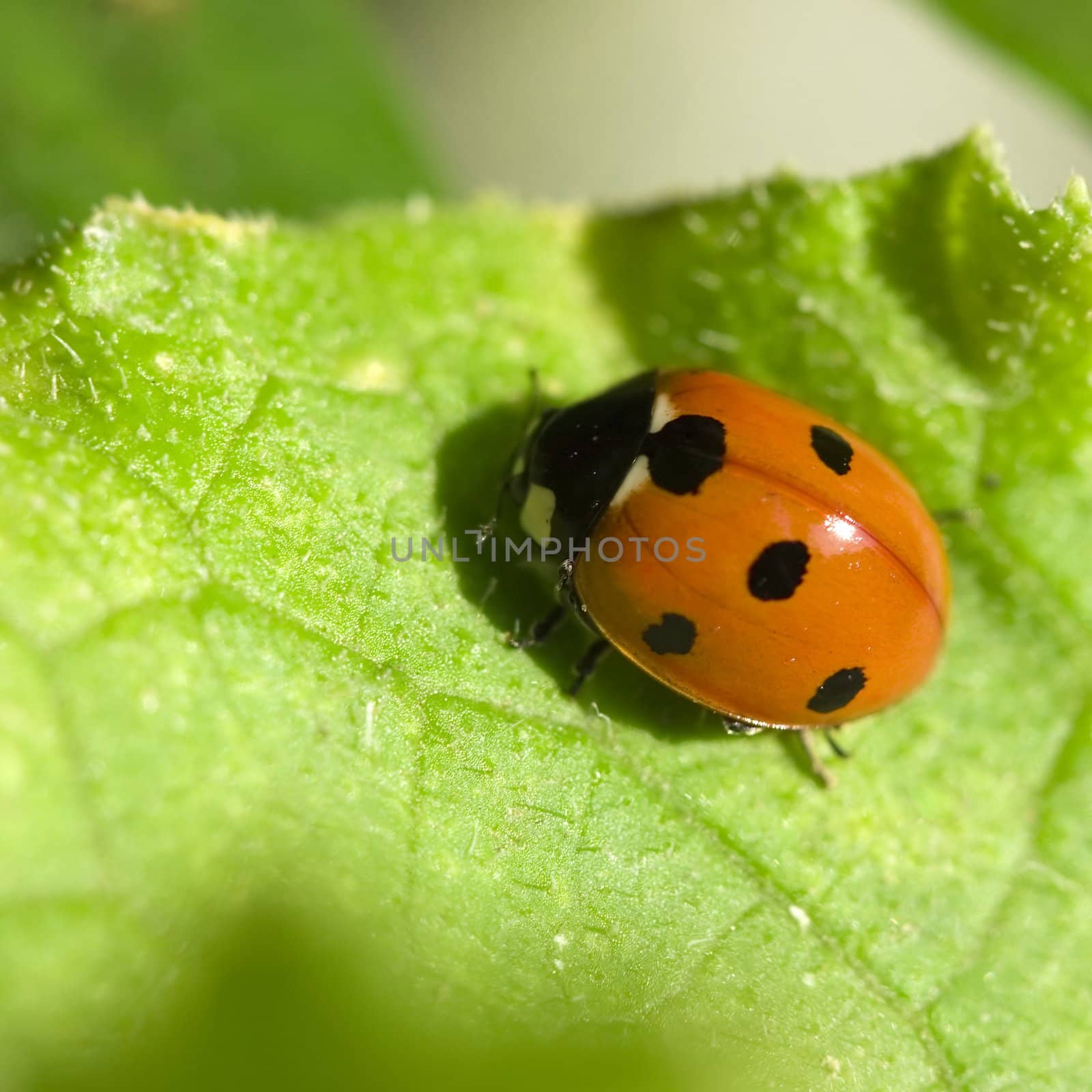 Photo of an insect of a ladybird on green sheet