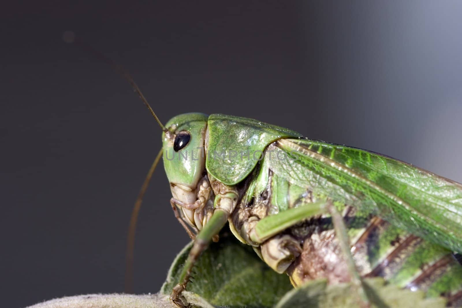 Photo closeup an insect a green grasshopper