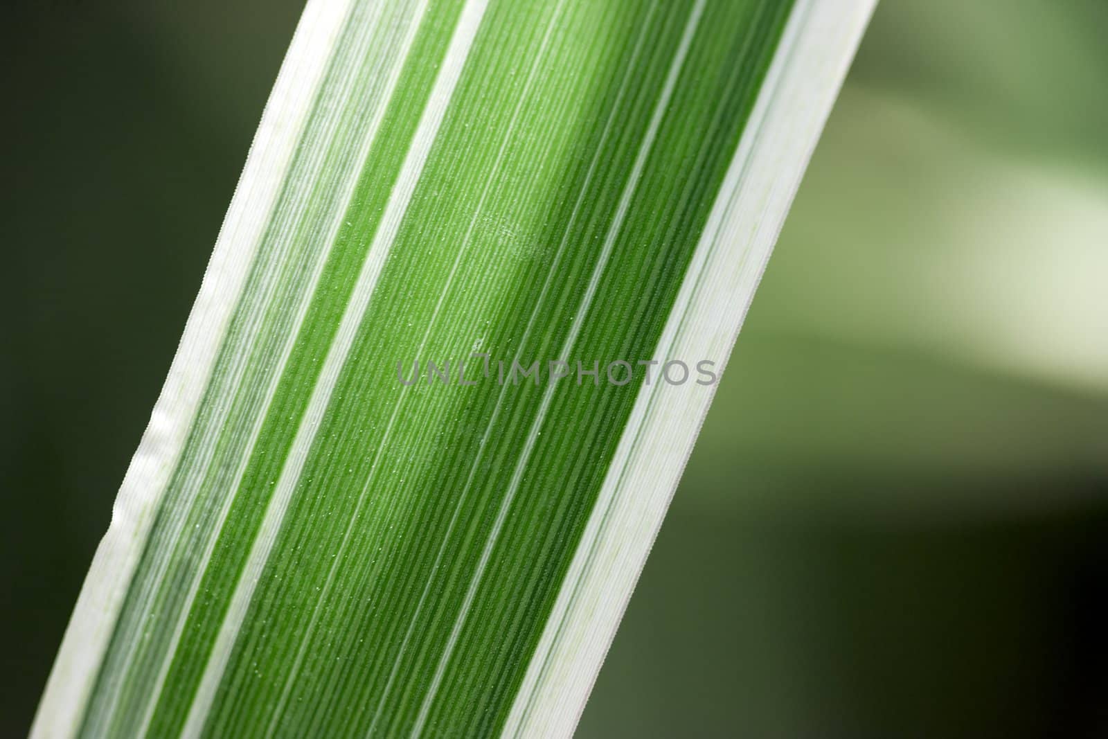 Photo of striped sheet closeup on a natural background