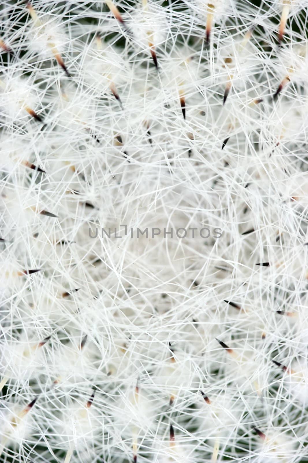 Abstract photo of a cactus with prickles closeup