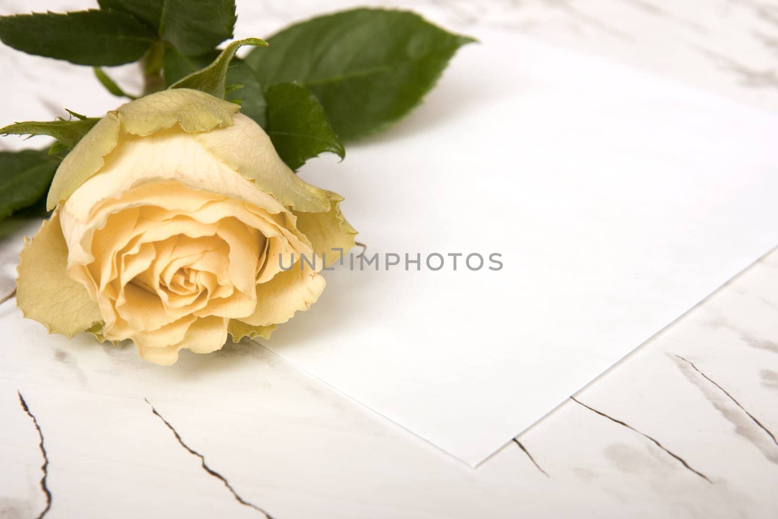 The yellow rose and sheet of paper lie on a table