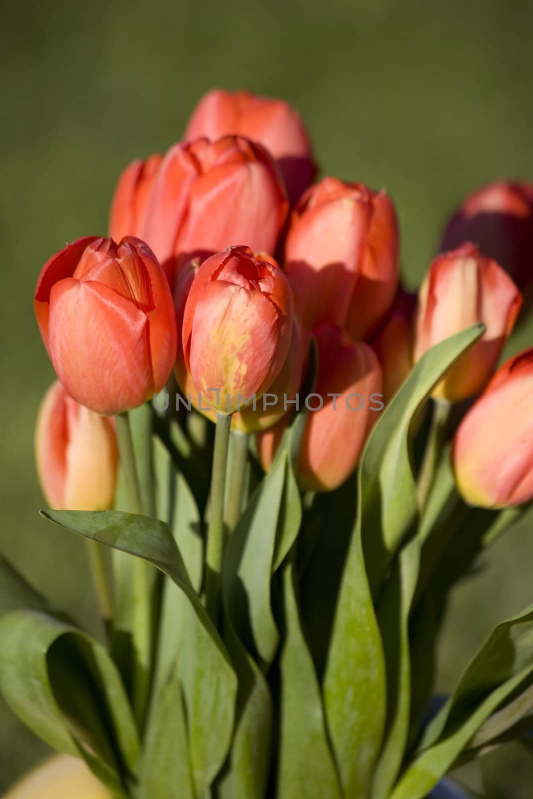 tulip by abg2000
